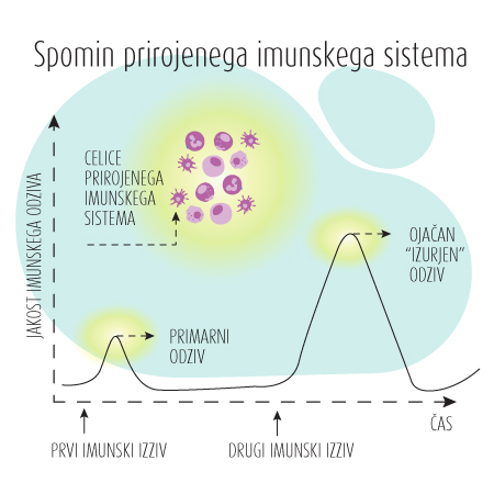 spomin imunskega sistema