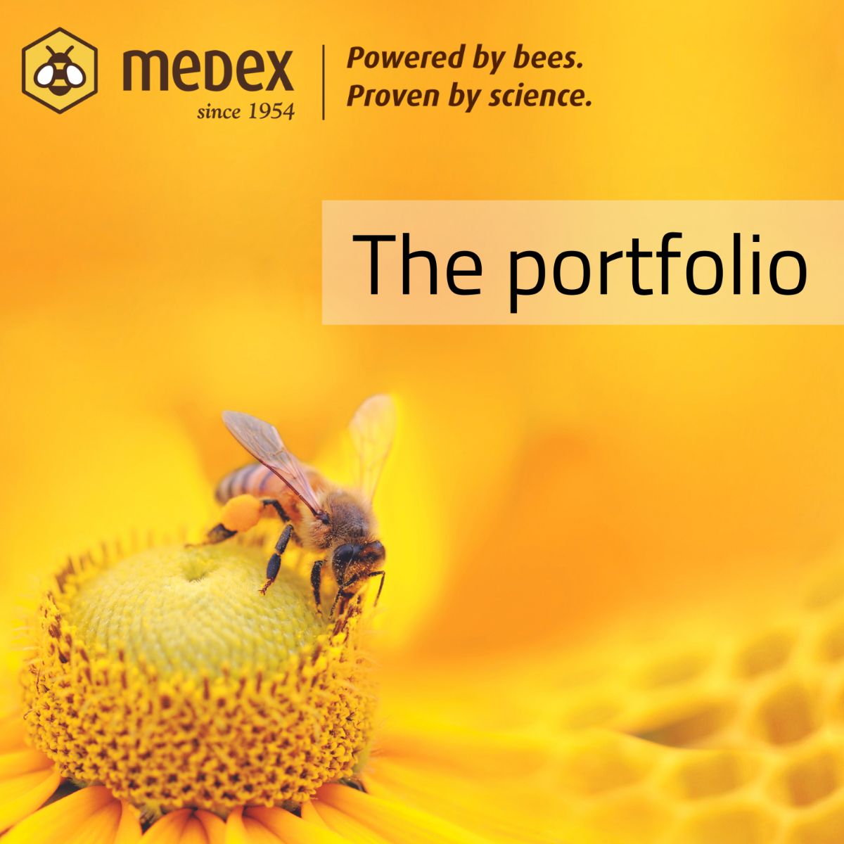 the_portfolio
