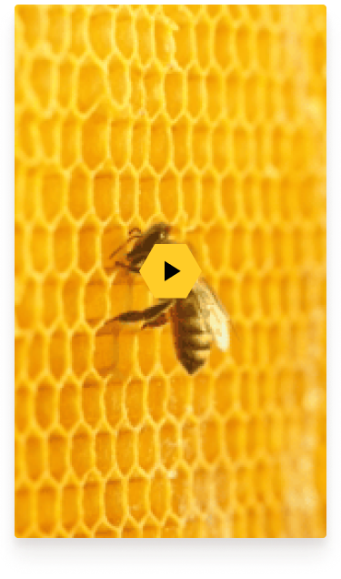 home-page-video-mobile