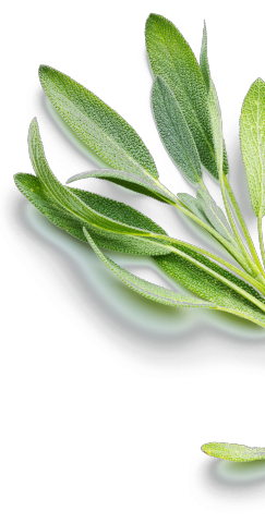 plant-6